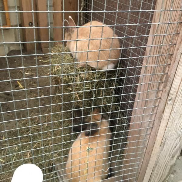 Carla und Frieda